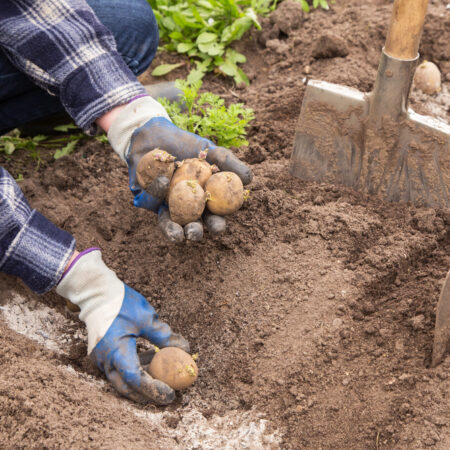 výsadba zemiakov do pôdy ručné sadenie zemiakov na jar