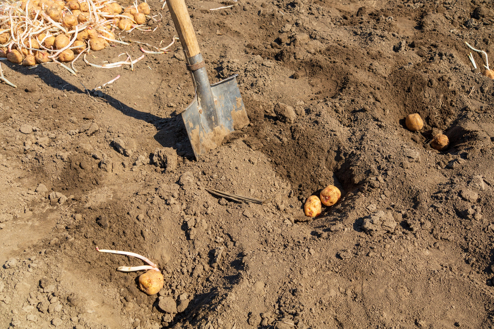 riadky na výsadbu zemiakov správne rozostupy medzi zemiakmi