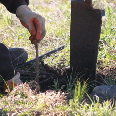 Vysádzanie viniča hroznorodého do pôdy – správna príprava jamy a umiestnenie sadenice