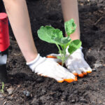 Sadenie mladej rastliny do pôdy v záhrade s použitím záhradného náradia - záhradkárske tipy