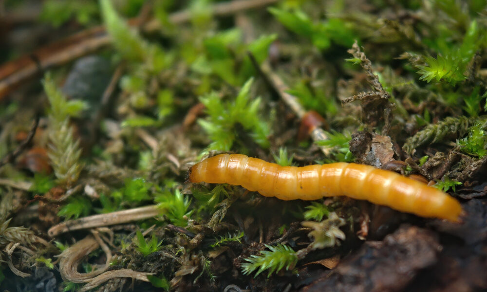 drôtovce larva kováčika pôda škodca zelenina poškodenie rastlín