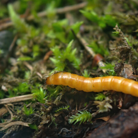 drôtovce larva kováčika pôda škodca zelenina poškodenie rastlín