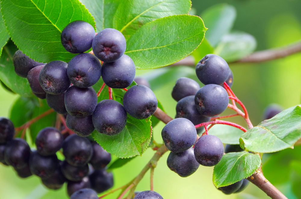 Odolné odrody ovocia – arónia s tmavými plodmi bohatými na antioxidanty