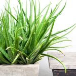 Aloe vera v kvetináči pestovaná v interiéri ako rýchlorastúca izbová rastlina vhodná do moderného domova.
