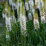 Eremurus kvitnúci v záhradnom záhone, vysoké biele súkvetia rastúce na slnečnom stanovišti.