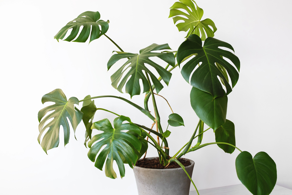 Monstera deliciosa s veľkými vykrajovanými listami pestovaná v interiéri ako obľúbená izbová rastlina.