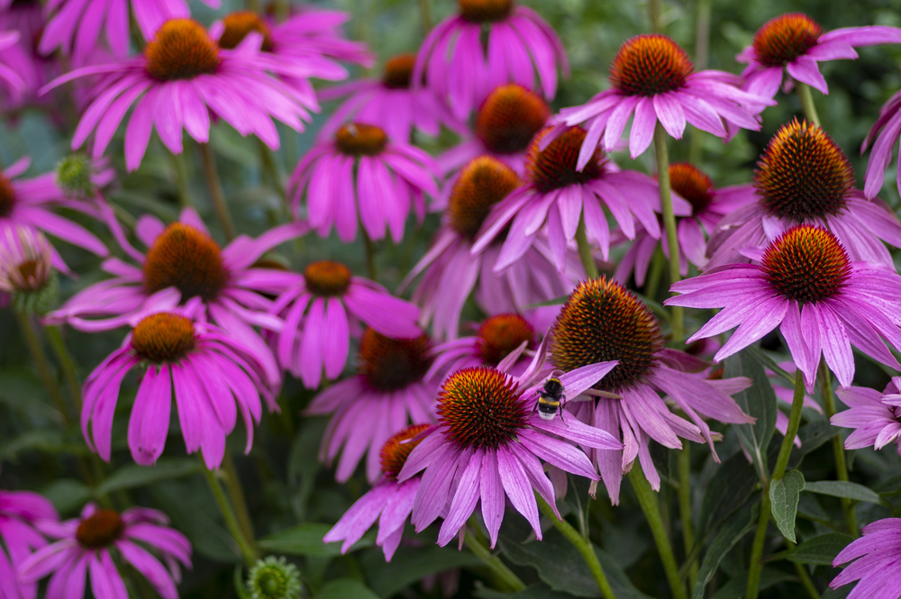 Echinacea purpurová patrí medzi bylinky odolné voči suchu a kvitne ružovými kvetmi počas leta.