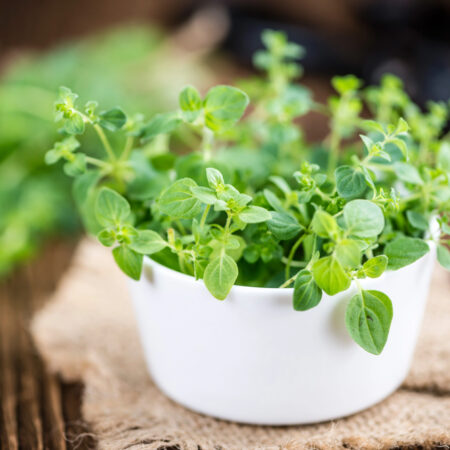 Pestovanie oregana. Oregano pestované v kvetináči ako aromatická bylinka na balkón a terasu