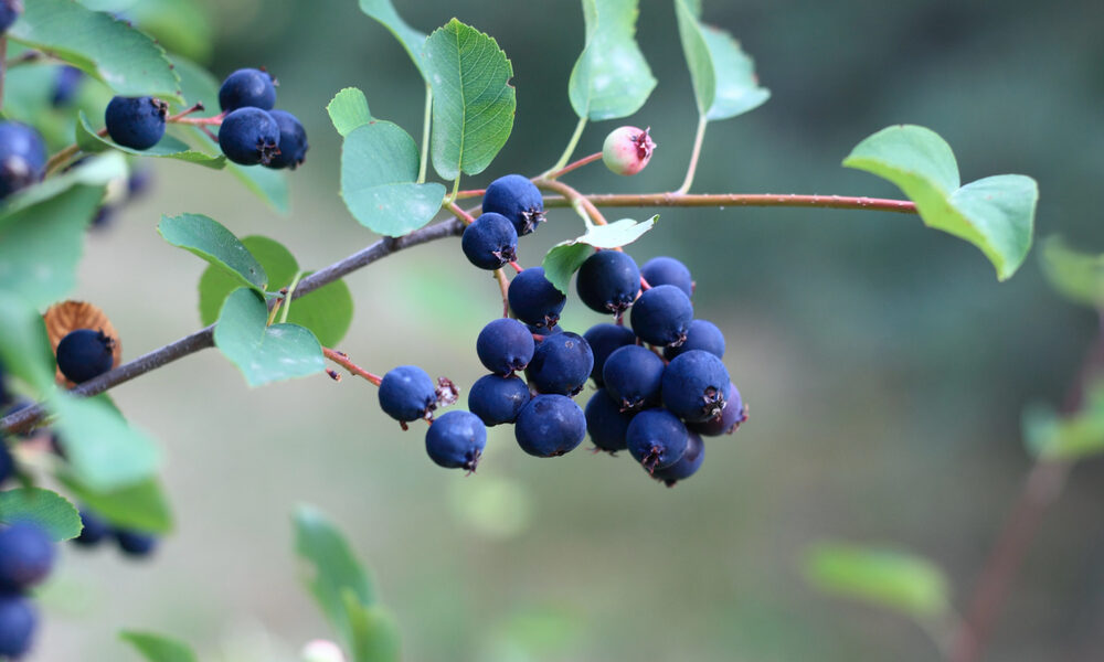 Plody muchovníka jelšolistého dozrievajúce na konároch. Užitočný muchovník prináša sladké bobule bohaté na vitamíny a antioxidanty.