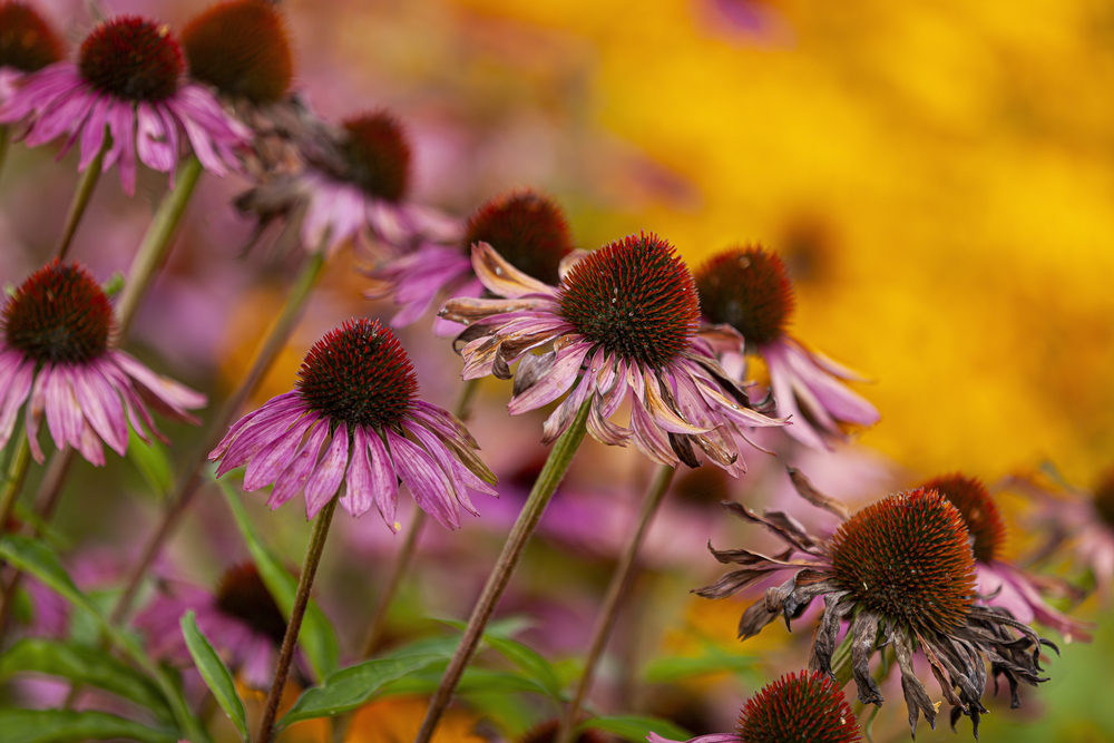 Echinacea s odkvitajúcimi kvetmi v jesennej záhrade, ktoré netreba hneď strihať