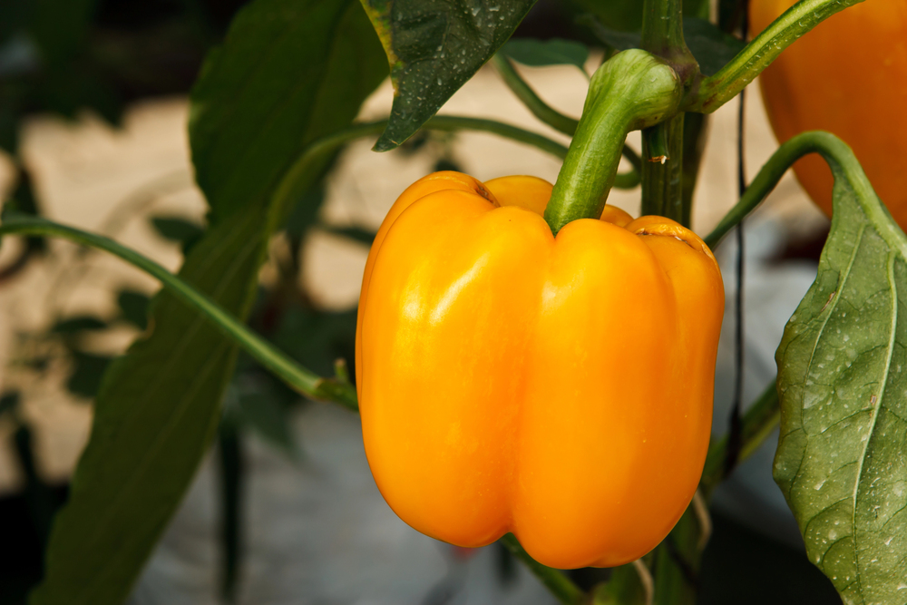 Oranžovo vyfarbená paprika visiaca na rastline medzi zelenými listami.