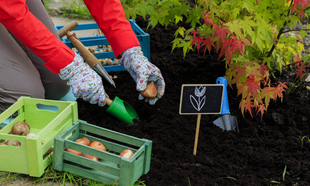 Záhradkárka vysádza cibuľky tulipánov do pôdy na jeseň