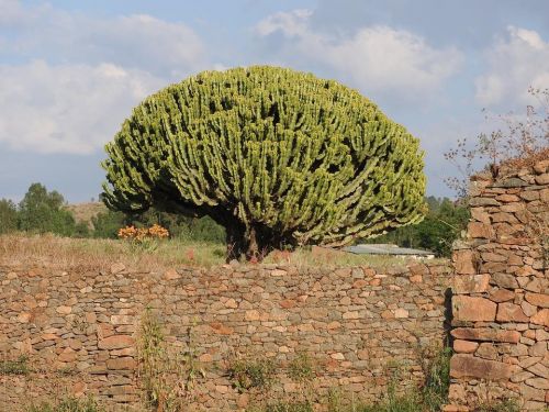 strom v Etiópii, zdroj: pixabay.com